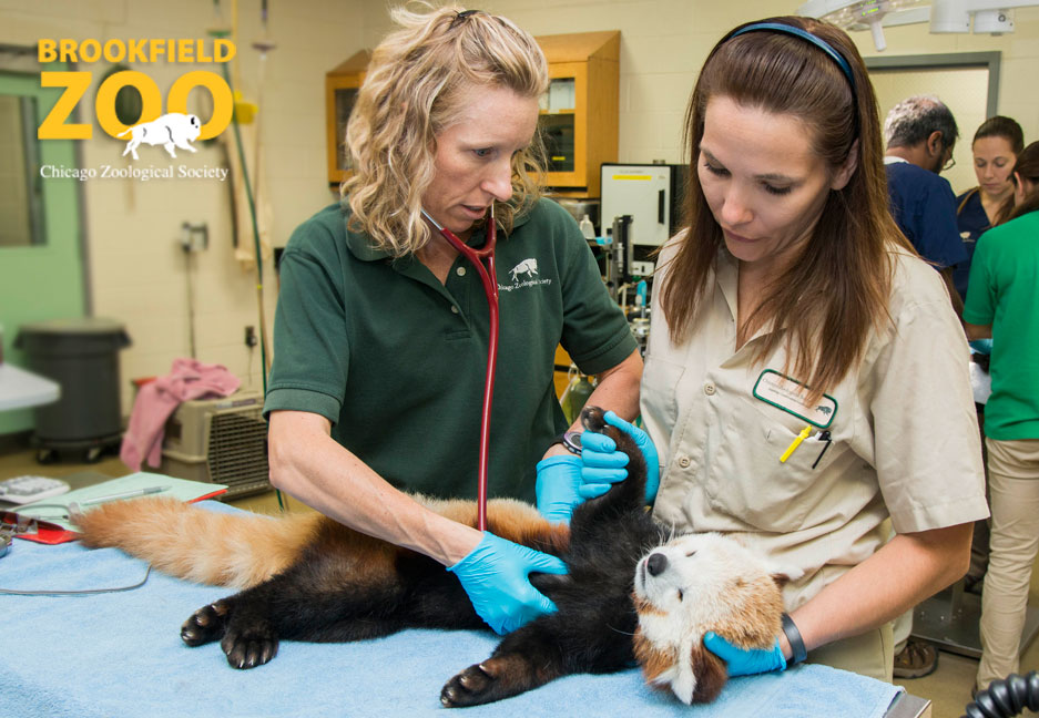 Chicago Zoological Society Red Pandas Get a CheckUp